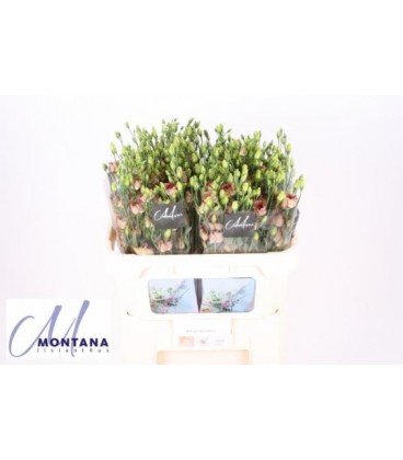 Lisianthus Bohemian choco
