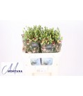 Lisianthus Bohemian choco