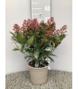 Skimmia Rubella pot de 17