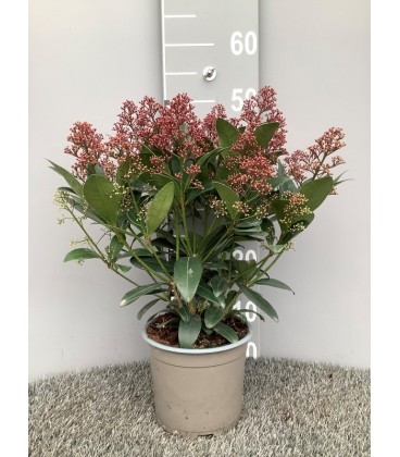 Skimmia Rubella pot de 17