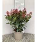 Skimmia Rubella pot de 17