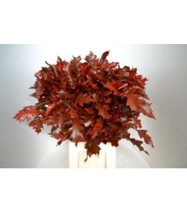 Feuille de Chene Rouge 80 cm
