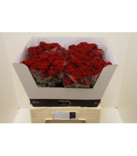 Rose Branchue Dominica 60 cm