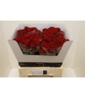 Rose Branchue Dominica 60 cm