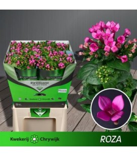 Bouvardia en Roza 70CM