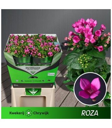 Bouvardia en Roza extra