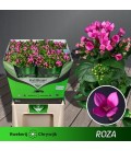 Bouvardia en Roza 70CM