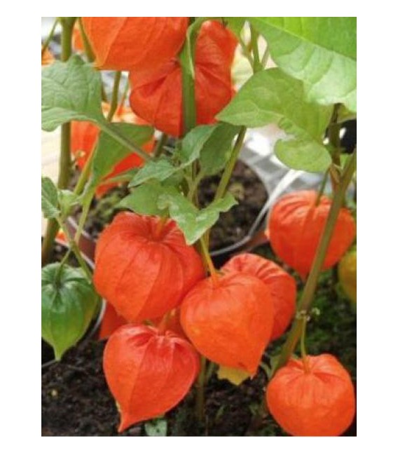 Physalis lampion 90 cm