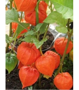 Physalis lampion 90 cm