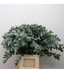 Eucalyptus cinerea 75 cm 300 g
