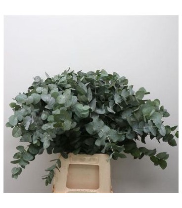 Eucalyptus cinerea 60 cm 275 g