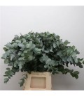 Eucalyptus cinerea 60 cm 275 g