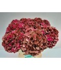 Hortensia Mag Pi Rub cl 50 cm