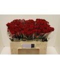 Rose Branchue Dominica 50 cm