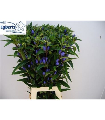 Gentiane Just blue 80 cm