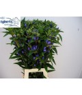Gentiane Just blue 80 cm