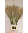 Calamagrostis Branchy 95 cm