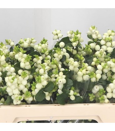 Symphorine Mag Lemo lime 50 cm
