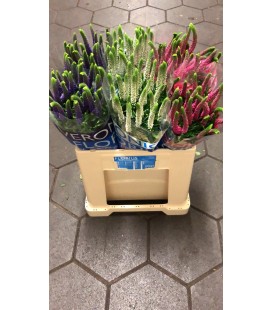 Veronique smart mix 60 cm