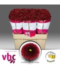 Santini Purpel Red 