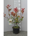 Photinia Red robin Ø 19 h 70