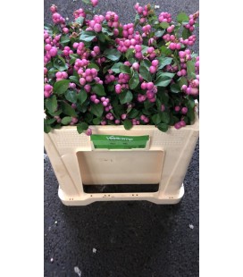 Symphorine Mag Treasure 80 cm