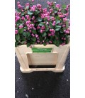 Symphorine Mag Treasure 65 cm