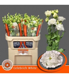Lisianthus Celebrich White