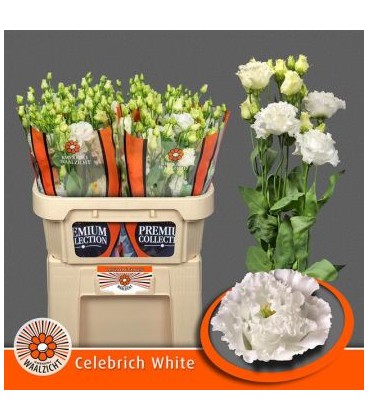 Lisianthus Celebrich White
