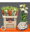 Lisianthus Celebrich White