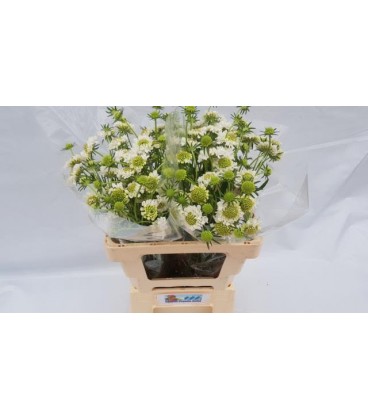 Scabieuse Milky scoop 55 cm