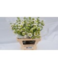 Scabieuse Milky scoop 55 cm