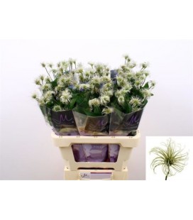 Clematite Amazyng Kibo 60 cm