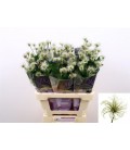 Clematite Amazyng Kibo 50 cm