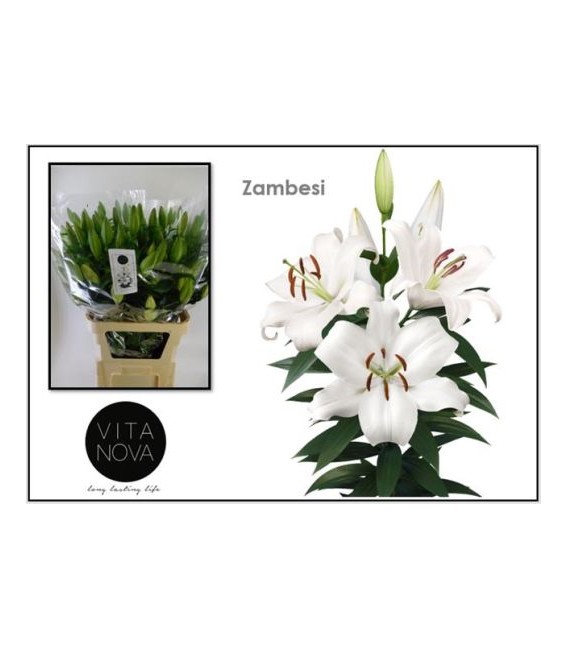 Lys or Zambesi 90 cm