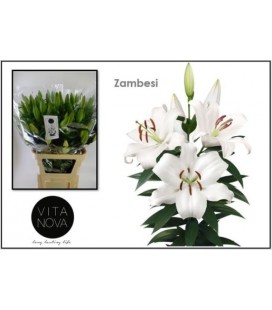 Lys or Zambesi 90 cm