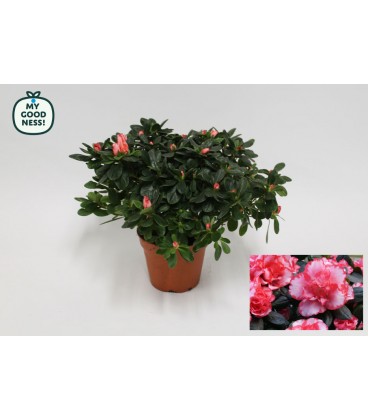 Azalée bea Matthis pot de 14