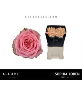 Rose Sophia loren 70 cm 