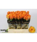 Rose Tycoon 60 cm