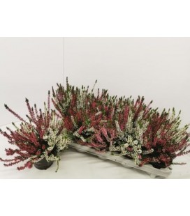 Calluna Multicolor Ø 11 