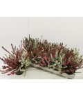 Calluna Multicolor Ø 11 