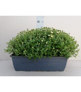 Chrysantheme  GF blanc Ø 19 
