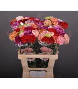 Oeillet mix dans la BOTTE 60 cm