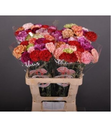 Oeillet mix dans la botte 