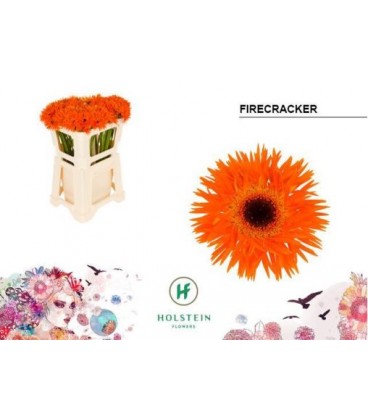 Germini Firecracker