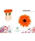 Germini Firecracker