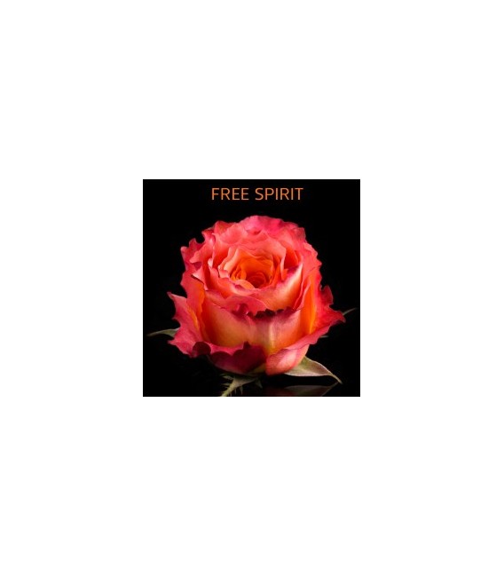 Rose Equateur Free Spirit 50 cm