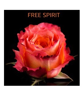 Rose Equateur Free Spirit 50 cm