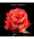 Rose Equateur Free Spirit 50 cm