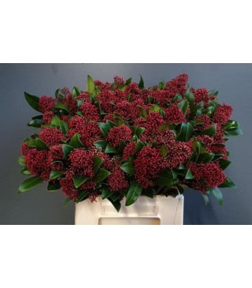 Skimmia Rubella  G (labotte)